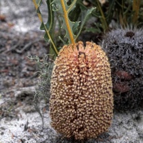 ����������ۥХ󥯥�������ڥ󥹡�5����󥰥���å�ȭ