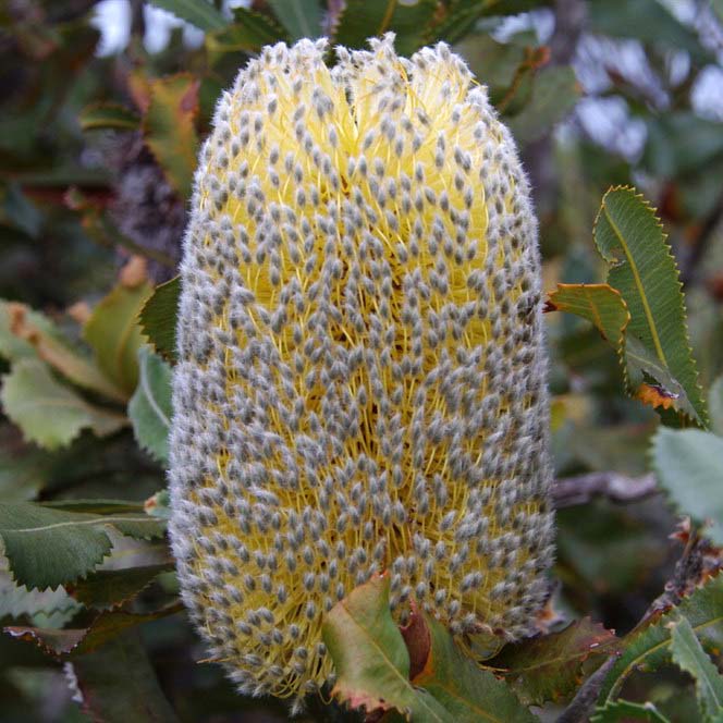 ����������ۥХ󥯥���������ʡ�����5����󥰥���å�ȭ