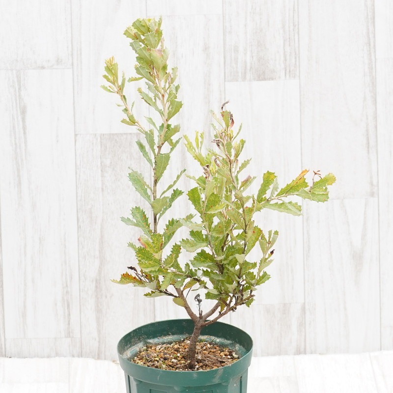 バンクシア　お色味確認用 訳あり株】バンクシア・プラエモーサ「イエロー」 4号ロングスリット鉢