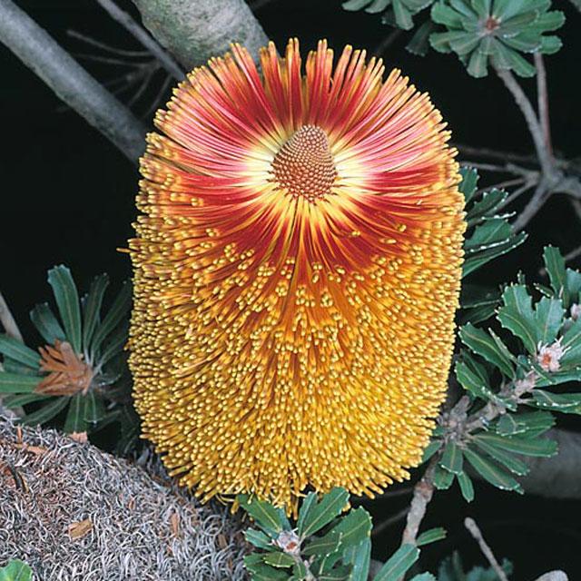 訳あり株】バンクシア・プラエモーサ「イエロー」 4号ロングスリット鉢