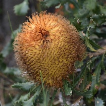 ����������ۥХ󥯥������Х����꡼��4����󥰥���å�ȭ