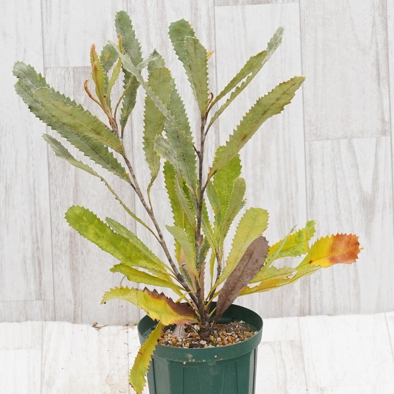 バンクシア バウエリ 4号 訳あり株】バンクシア・バウエリー 4号ロングスリット鉢 | | 【訳あり