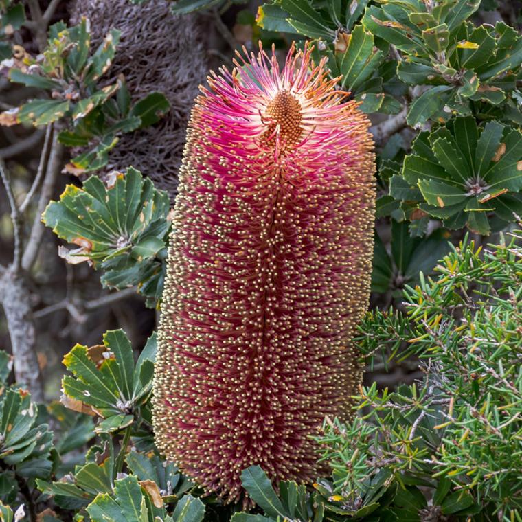 ����������ۥХ󥯥������ץ饨�⡼���֥�åɡס�5����󥰥���å�ȭ