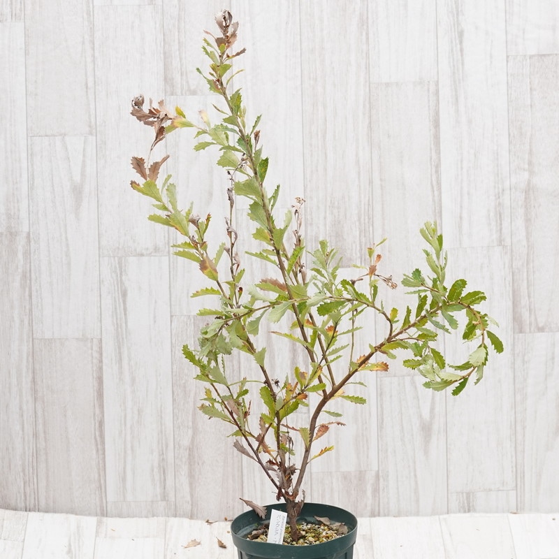 バンクシア　プラエモーサ　レッド　ネイティブプランツ　苗　ドライガーデン 訳あり株】バンクシア・プラエモーサ「レッド」 5号ロングスリット鉢