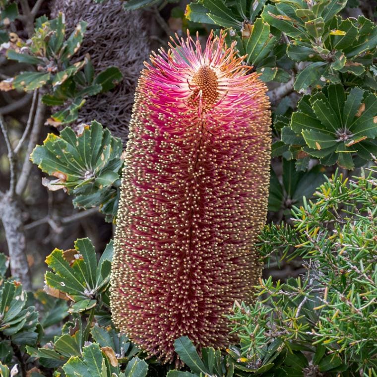 訳あり株】バンクシア・プラエモーサ「レッド」 5号ロングスリット鉢