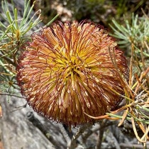 ����������ۥХ󥯥��������ե���������ѡ�5����󥰥���å�ȭ