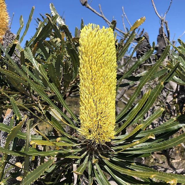 訳あり株】バンクシア・アテナータ「ドワーフ」 5号ロングスリット鉢