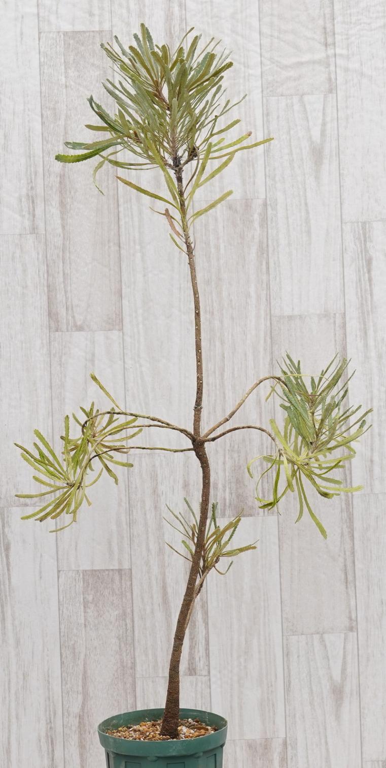 訳あり株】バンクシア・アテナータ 5号ロングスリット鉢 | | 【訳あり