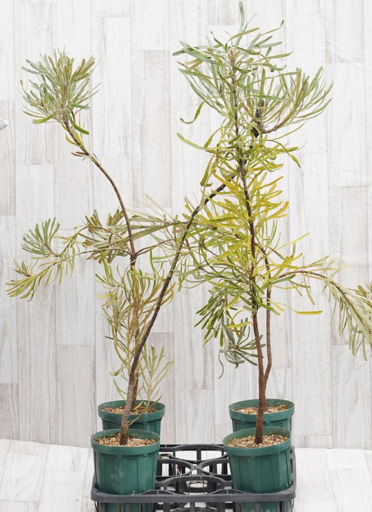 訳あり株】バンクシア・アテナータ 5号ロングスリット鉢 | | 【訳あり