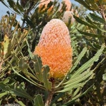 ����������ۥХ󥯥������С��ǥåƥ���5����󥰥���å�ȭ