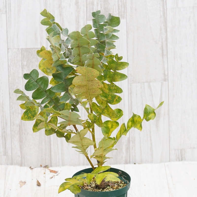 訳あり株】バンクシア・グランディス 5号ロングスリット鉢 | | 【訳