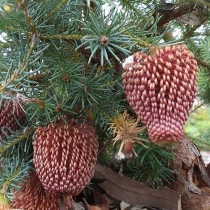 ����������ۥХ󥯥������̥��󥹡�5����󥰥���å�ȭ