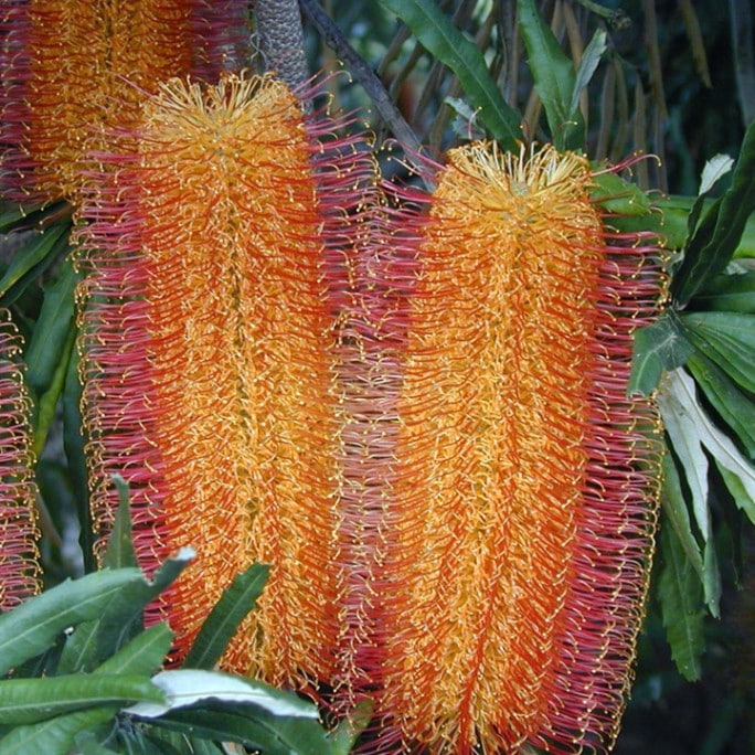 バンクシア ボリューム大 訳あり株】バンクシア・セミヌダ 4号ロングスリット鉢 | | 【訳あり