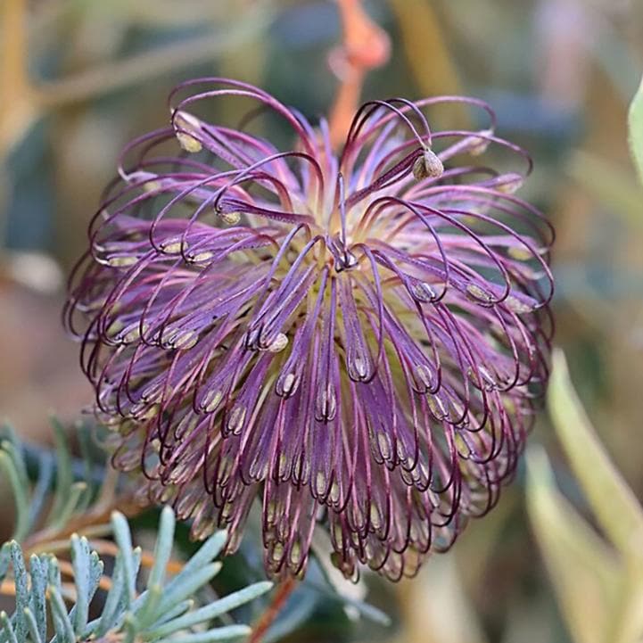 訳あり株】バンクシア・ビオラセア 5号ロングスリット鉢 | | 【訳あり