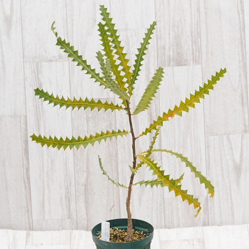 バンクシア アシュビー 6号 バンクシア：ヘアピンバンクシア6号ポット