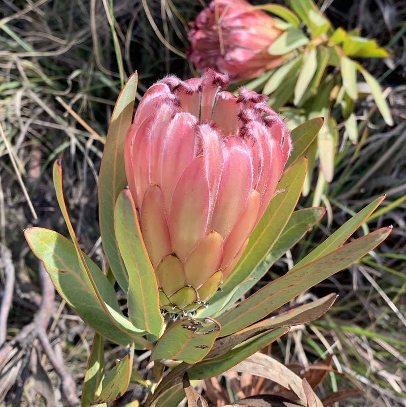 訳あり株】プロテア・ブーチェリー 4号ロングスリット鉢 | | コアラ