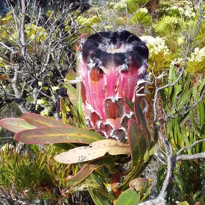 プロテア エクリプス 7号（バンクシア、グレビレア、リューカ