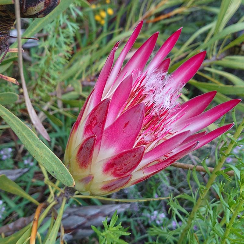 タグ付】マライカ GA-ON ロングワンピース ストライプ 綿100% 新品 MALAIKA（ブラウン/茶色系）の マライカ レディースワンピース  ブラウン Stupell Industries 動植物バニー インドアプリントスローピロー、14 x 7 x 20、ブラウン