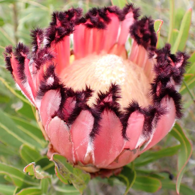 ② バンクシア ブレクニフォリア 苗 5号 ② バンクシア ブレクニフォリア 苗 5号 - メルカリ