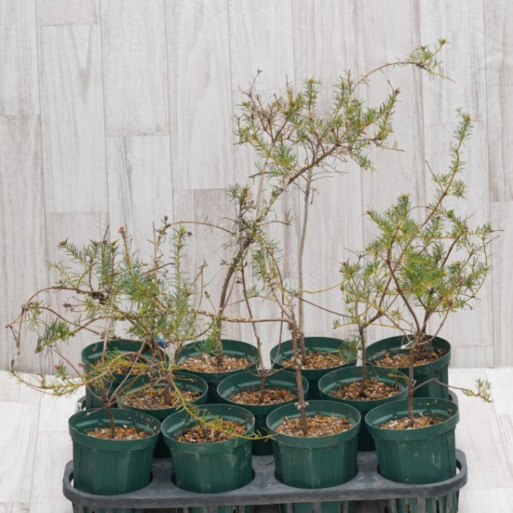 バンクシア　ヌタンス　実生 園芸ネット本店｜バンクシア：ヌタンス5号鉢植え の通販【公式】