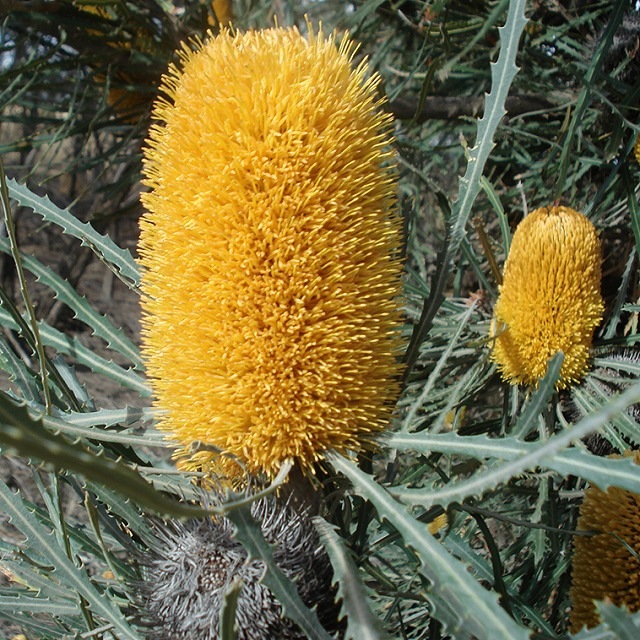 ����������ۥХ󥯥������٥󥿥ߥ��ʡ�4����󥰥���å�ȭ