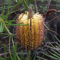 ����������ۥХ󥯥��������ԥ̥�������4����󥰥���å�ȭ