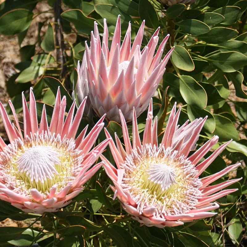 ����������ۥץ��ƥ������ʥ����ǥ��֥��ץ�󥰡ס�4����󥰥���å�ȭ