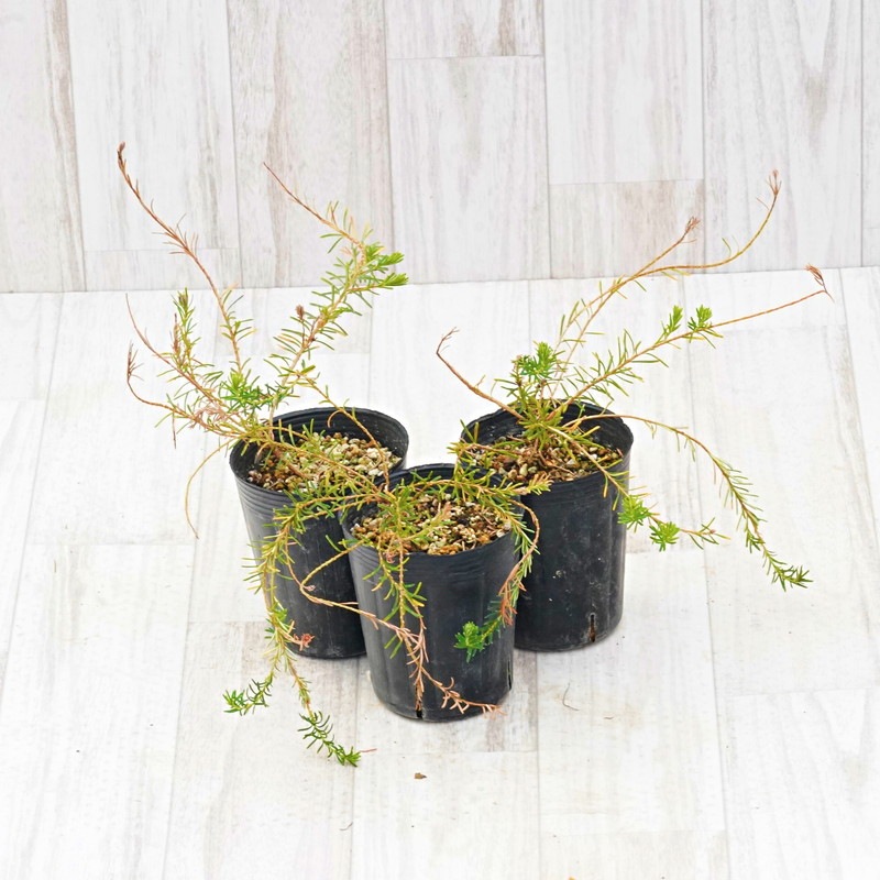 訳あり株】バンクシア・ビオラセア 3号ロングポット | | 【訳あり