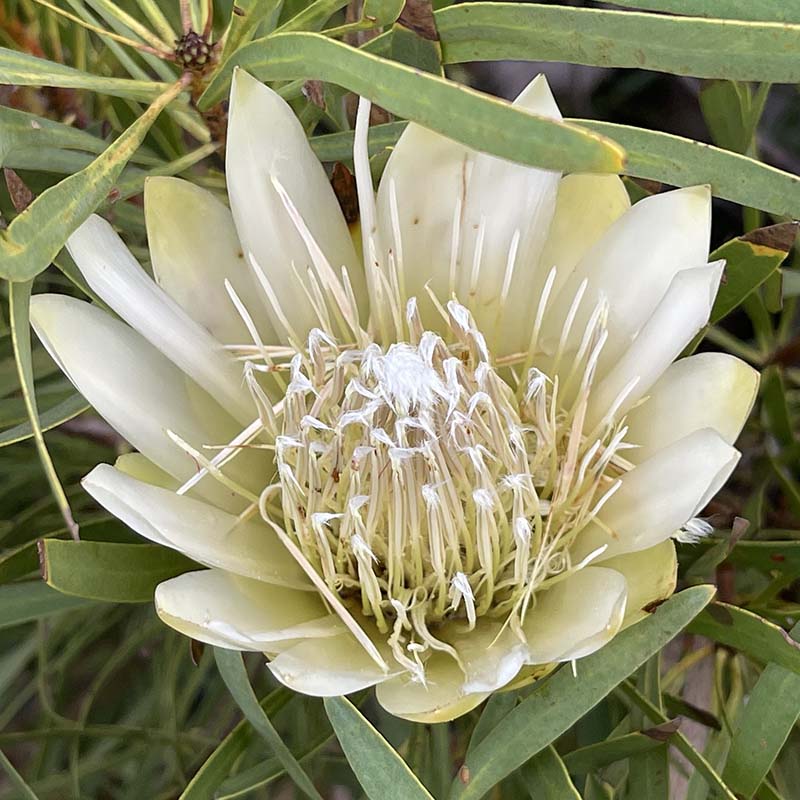 ����������ۥץ��ƥ�����ڥ󥹡֥ۥ磻�ȡס�4����󥰥���å�ȭ