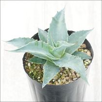 アガベ・ユタエンシス「エボリスピナ」 2号ロングポット | | アガベ