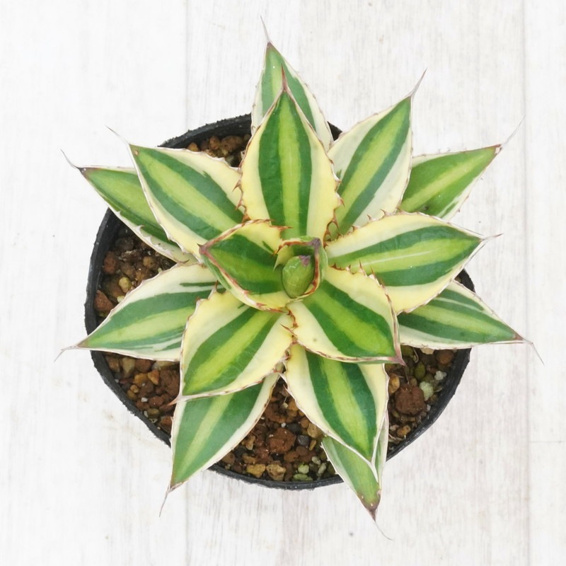 アガベ・ローファンサ「クアドリカラー」五色万代 3号ロングポット