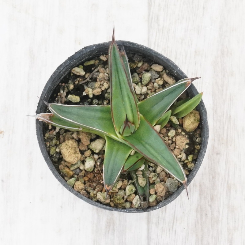 アガベ・ニッケルシー 子株付き株 2号ポット | | アガベ