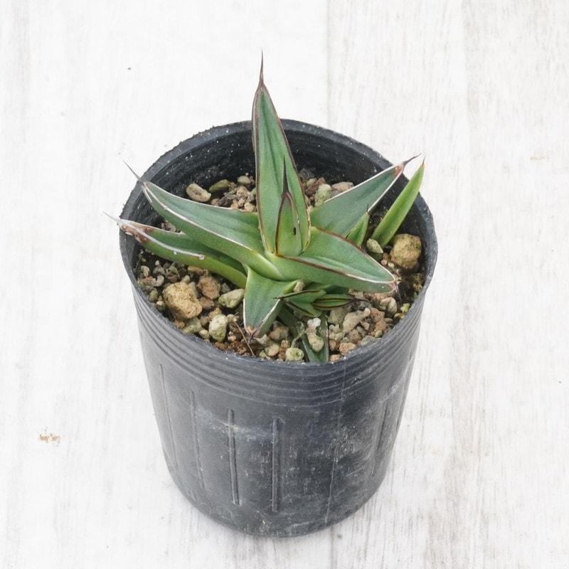 仙渓アガベ 000000016263_wUp57PH.jpg