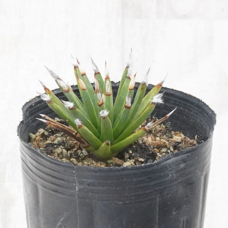 訳あり株】アガベ・アルボピローサ「タフツ」 3号ロングポット