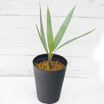 �֥�إ�������ޡ�����4.5��ȭ