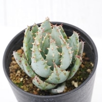 ڥ顡3.5ȭ