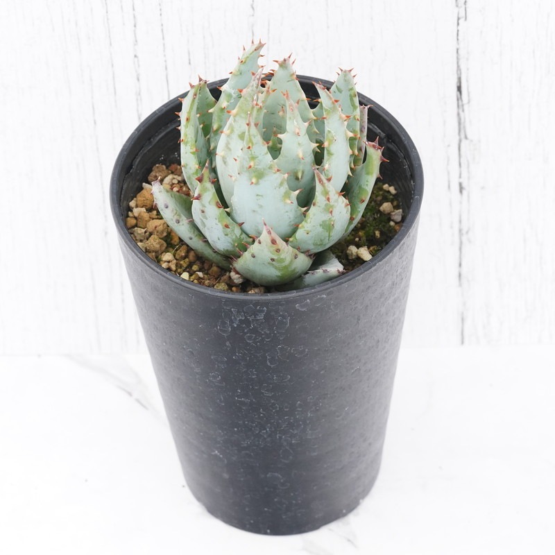 アロエ・ペグレラ 3.5号鉢 | | すべての商品 | 四国ガーデン株式会社