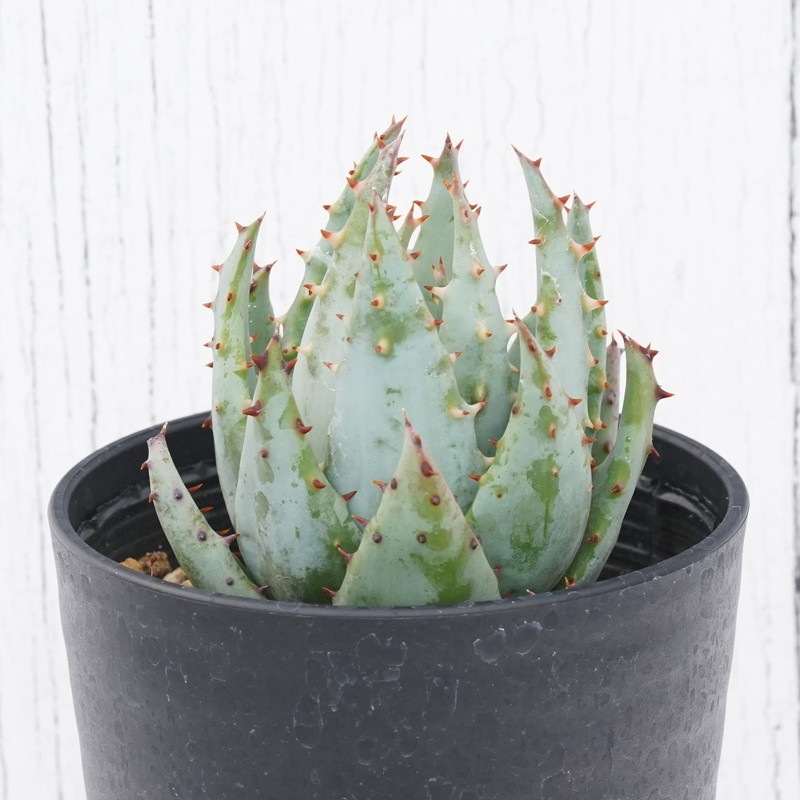 アロエ・ペグレラ 3.5号鉢 | | すべての商品 | 四国ガーデン株式会社