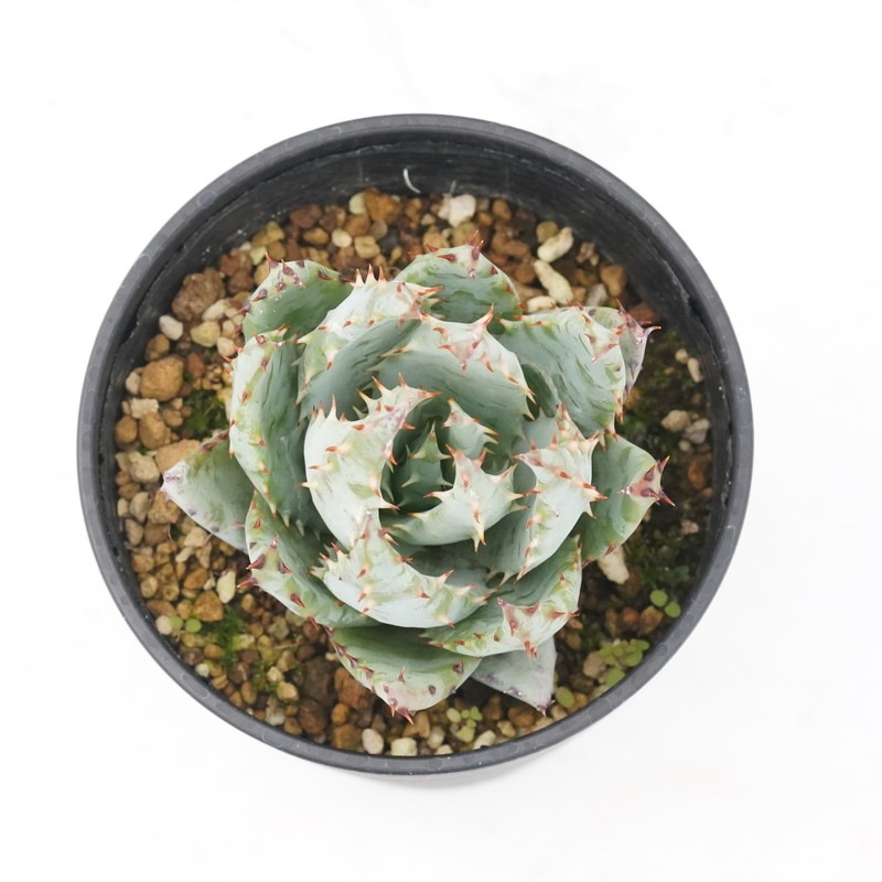 アロエ・ペグレラ 3.5号鉢 | | すべての商品 | 四国ガーデン株式会社