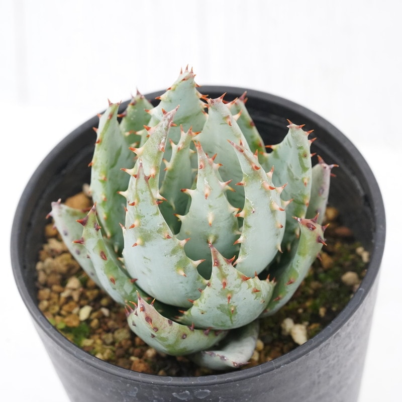 アロエ・ペグレラ 3.5号鉢 | | すべての商品 | 四国ガーデン株式会社