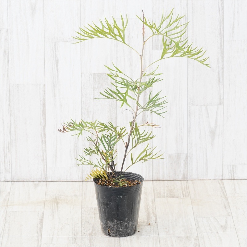 グレビレア「スパーブ」 4号ロングポット | | ネイティブプランツ