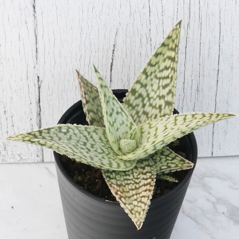 �������֥ǥ륿���饤�ȡס�3.5��ȭ