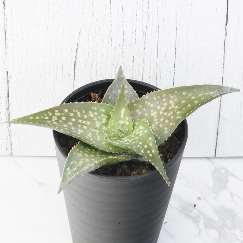 ���������ǥ�ȥ��ǥ��ɥ󥿡֥��ѡ����顼�ס�3.5��ȭ