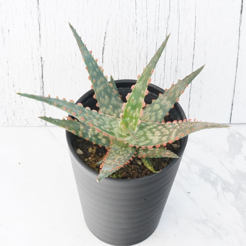 美苗 ブラックペッパー Black pepper アロエ 多肉植物 ラベル付き 美苗 ブラックペッパー Black pepper アロエ 多肉植物 ラベル