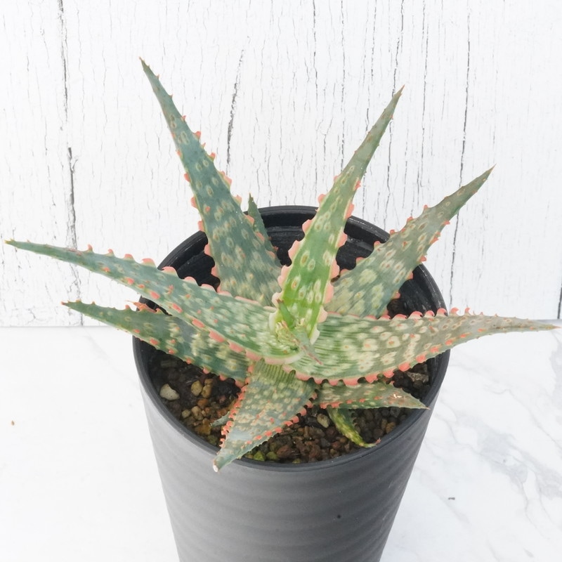 美苗 ブラックペッパー Black pepper アロエ 多肉植物 ラベル付き 美苗 ブラックペッパー Black pepper アロエ 多肉植物 ラベル