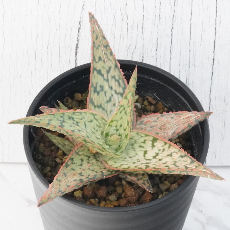 アロエ「ピンク・ブラッシュ」 3.5号鉢 | | 多肉・塊根植物,アロエ
