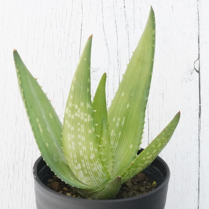 大きめのアロエ アロエ・ウカムベンシス「リーガル・レッド」 3.5号鉢 | | 多肉・塊根