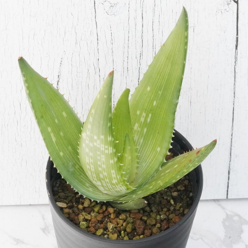 アロエ・ウカムベンシス「リーガル・レッド」 3.5号鉢 | | 多肉・塊根