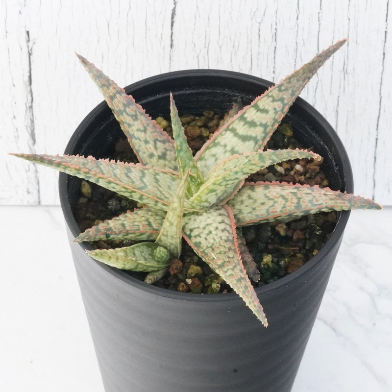 �������֥��ӡ��ס�3.5��ȭ