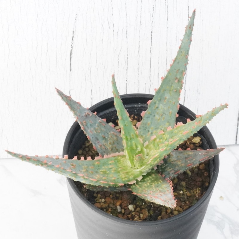 �������֥ԥ�˥��ס�3.5��ȭ